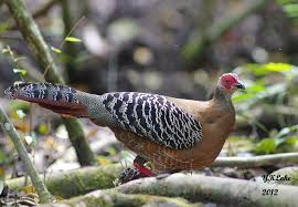 Pin On Pheasants I Like