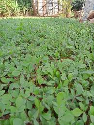 Image result for Rauvolfia mannii