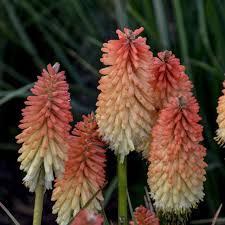 Image result for Kniphofia grantii