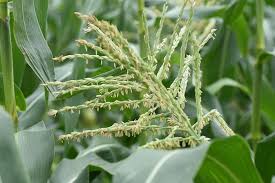 Corn plants in many fields are turning red and that is not a good sign. How To Grow Sweet Corn At Home Gardener S Path