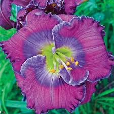 Well you're in luck, because here they come. Lavender Blue Baby Reblooming Daylily Brecks Premium Bulbs