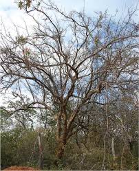 Image result for Commiphora caerulea