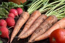 Maybe you would like to learn more about one of these? What Are Good Vegetables To Plant In Late Summer Lovetoknow