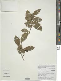 Image result for Sclerochiton hirsutus