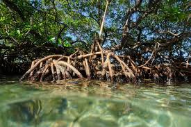 Image result for Rhizophora