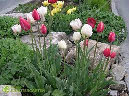View albertus jonas brandt's artworks on artnet. Garten Tulpe Unser Krautergarten
