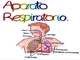 Aparato respiratorio