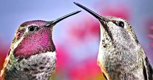 Resultado de imagen de colibri apareai