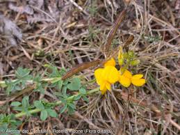 Image result for Adenocarpus