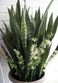 Mother In Laws Tongue Snake Plant Sansevieria Plant Plants Ornamental Plants