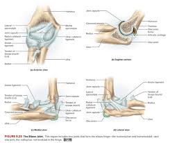 A joint or articulation (or articular surface) is the connection made between bones in the body which link the skeletal system into a functional whole. Which Is The Main Joint Of The Human Body Quora