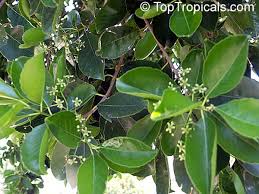 Image result for Elaeodendron