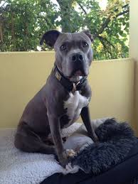 This a shirt video of my pup ace. Blue Line Stafford