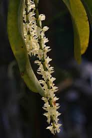 Image result for Diaphananthe