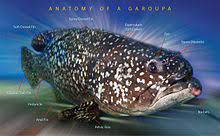 Ekspor kerapu hasil pembudidayaan kembali dilakukan para pembudidaya ikan di kepulauan natuna, senin (10/9). Grouper Wikipedia
