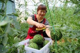 南京桠溪街道：夏季瓜果飘香新品台湾小兰西瓜喜丰收- 乡村网-中国乡村网-中国乡村经济网-四川极速电子商务有限公司专注于农村信息传播与服务