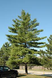White Pine Pinus Strobus In Burlington Waterdown Dundas Ontario Ontario On At Connon Nurseries