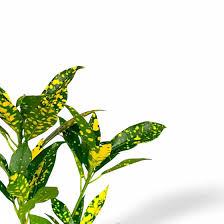 Image result for Codiaeum