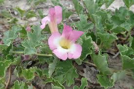 Image result for Harpagophytum zeyheri