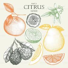 Vintage Ink Hand Drawn Collection Of Citrus Fruits Isolated On White Fruit Sketch Fruit Illustration How To Draw Hands