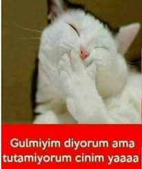 Kedi Replikleri 3 Panosundaki Pin