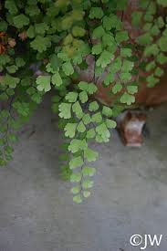 Image result for Adiantum capillus-veneris