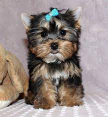 Yorkshire Terrier Puppies Ready For Adoption Dubai City Yorkshire Terrier Puppies Yorkshire Terrier Puppies