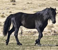 A herd consists of one stallion, and around eight females and their young, though separate herds have been known to mix when they are in danger,. Black Stallion Midnight Wild Black Horse