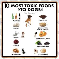 Dog Health Tips Doghealth Dogcare Cool Stuff Comida Para Perros Golosinas Para Perros Perros