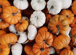 Calabazas imagenes de halloween para dibujar. Tipos De Calabazas Descubre El Top 6 De Las Calabazas Jardineria On