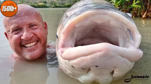 The Rita Salween catfish range in size from 15lb to a mighty 115lb and  would be a welcome sight in any angler's net (especially if it was one of  the big ones!)