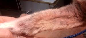 I have had berkeley for about 2 months now. Yeast Infection Of The Skin Mar Vista Animal Medical Center