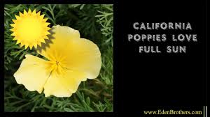 Your article was so helpful. How To Grow Poppies Poppy Seeds Planting Instructions Eden Brothers