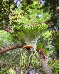 Image result for Platycerium