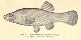 Image result for Allophylus fulvotomentosus