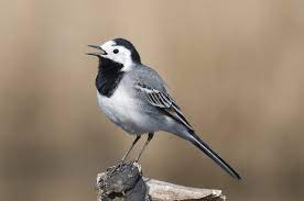 Désolés, nous n'avons pas pu traduire cette fiche produit en français. Les Oiseaux Du Jardin Savoir Les Identifier Les Observer