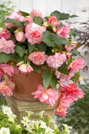 Image result for Begonia nyassensis