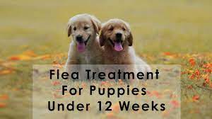 The only solution is to use all natural home remedies to treat the fleas they may have got them from their mother or from another dog living in the house. Flea Treatment For Puppies Under 12 Weeks Youtube