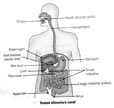 A detailed explanation for the labelling of diagrams is also provided here. Draw The Diagram Of Alimentary Canal Of Man And Label The Followin