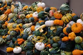 Different pumpkins are grown for different reasons and the first step is determining which pumpkin will best suit the intended project. How Many Different Types Of Pumpkins Are There