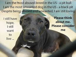 Pin On Animals