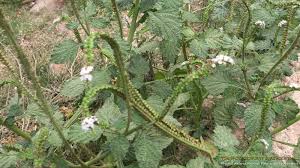 Image result for Heliotropium zeylanicum