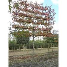 Liquidambar Styraciflua Worplesdon Amberbaum Hochstamm Spalier H 200 B 210 T 20 Stamm 225 Cm Baumschule Bodendecker Spalier