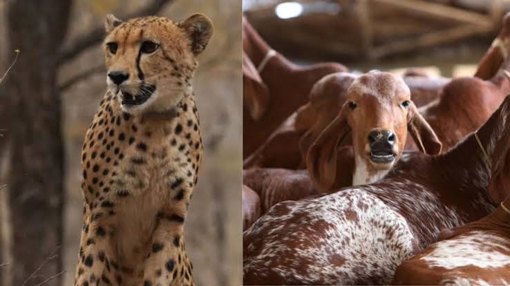 Goats and cattle form half of cheetah prey in Kuno, chital 42%: Report | India News - The Indian Express