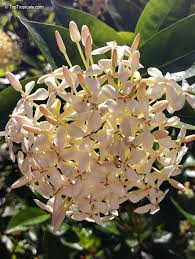 Image result for Ixora laurentii