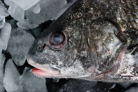 Black Drum Wikipedia