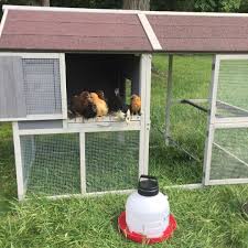 Happy Chicken Eviction Day They Love Their New Chicken Coop From Tractor Supply Tractorsupply Chickencoo Chickens Backyard Chicken Tractor Backyard Flocks