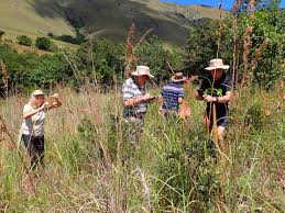 Image result for Pearsonia cajanifolia