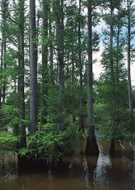 These are the plants that grow on the sea cost. Taxodium Distichum Wikipedia