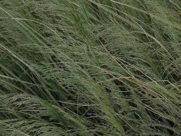 'bronze veil' , in het nederlands gewone smele genaamd, is een middelgrote groenblijvende grassoort met een compacte polvormende habitus. Deschampsia Waldschmiele Cespitosa Bronzeschleier Online Kaufen